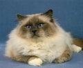 BIRMANESE DOMESTIC CAT, ADULT RESTING