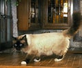 Birmanese Domestic Cat, Adult standing in Kitchen Royalty Free Stock Photo