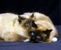 BIRMANESE DOMESTIC CAT, ADULTS RESTING