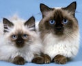 Birmanese Domestic Cat, Female with Kitten