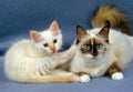 Birmanese Domestic Cat, Female with Kitten