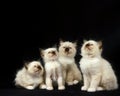 BIRMANESE DOMESTIC CAT, KITTENS SITTING Royalty Free Stock Photo