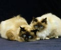 Birmanese Domestic Cat laying against Black Background