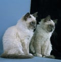 Birmanese Domestic Cat Looking Mirror