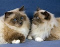 Birmanese Domestic Cat, Male with Female