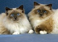 Birmanese Domestic Cat, Male with Female