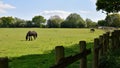 Birmingham woodgate walley country park, sunshine meadow and horses, wooden fence abd footpath