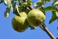 Pears in the Salzkammergut, Austria, Europe Royalty Free Stock Photo