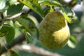 Pears in the Salzkammergut, Austria, Europe Royalty Free Stock Photo