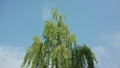 Birtch Tree Against a Blue Sky Royalty Free Stock Photo