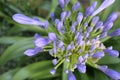 Birth of African shoots in the garden Royalty Free Stock Photo