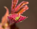 Birth of aphids on a leaf Royalty Free Stock Photo