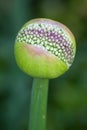 Birth of an beautiful allium christophii Royalty Free Stock Photo