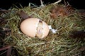 Birth of a chicken Royalty Free Stock Photo