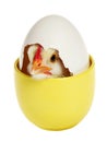 The birth of a Chicken Royalty Free Stock Photo