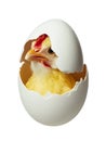 The birth of a Chicken Royalty Free Stock Photo