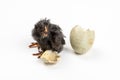 Birth Concept - Newly hatched black Easter chick with messy feathers, hair and cracked egg