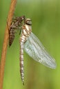 Birth of dragonfly