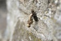 Birth of a dragonfly Odonata. Nymph transformation.