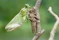 Birth of a dragonfly (series 5 photos)