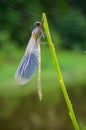 The birth of a dragonfly on a summer morning, on a branch of a plant. Close-up metamorphoses, summer season