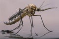 The birth of a female mosquito