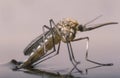 The birth of a female mosquito