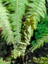 the birth of the fern Royalty Free Stock Photo