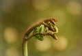 Birth of a fern leaf in the forest Royalty Free Stock Photo