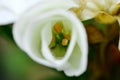 Birth of geranium flower Royalty Free Stock Photo