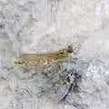 The birth of a green dragonfly from the larvae closeup.