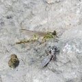 The birth of a green dragonfly from the larvae closeup.