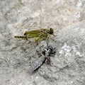 The birth of a green dragonfly from the larvae closeup.