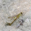 The birth of a green dragonfly from the larvae closeup.