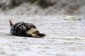 Birth of a grey seal Royalty Free Stock Photo