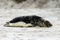 Birth of a grey seal Royalty Free Stock Photo