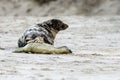 Birth of a grey seal Royalty Free Stock Photo