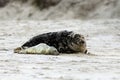 Birth of a grey seal Royalty Free Stock Photo
