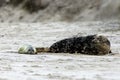 Birth of a grey seal Royalty Free Stock Photo