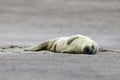 Birth of a grey seal Royalty Free Stock Photo
