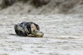 Birth of a grey seal Royalty Free Stock Photo