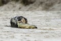 Birth of a grey seal Royalty Free Stock Photo