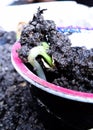 Birth of a jerimum sprout