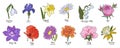 Birth month flowers botanical colored vector set.