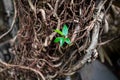 Birth of a new life concept, plant roots with a small green sprout close-up, abstract nature background Royalty Free Stock Photo