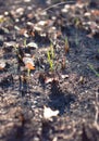 The birth of a new life in the forest after a fire Royalty Free Stock Photo