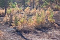 The birth of a new life in the forest after a fire Royalty Free Stock Photo