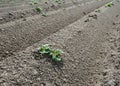 Birth of new potato plants in dry clay ridges Royalty Free Stock Photo