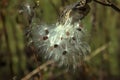 Birth of next generation of Milkweed Royalty Free Stock Photo