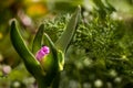 Birth of a curious pink flower Royalty Free Stock Photo